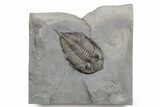 Dalmanites Trilobite Fossil - New York #357145-1
